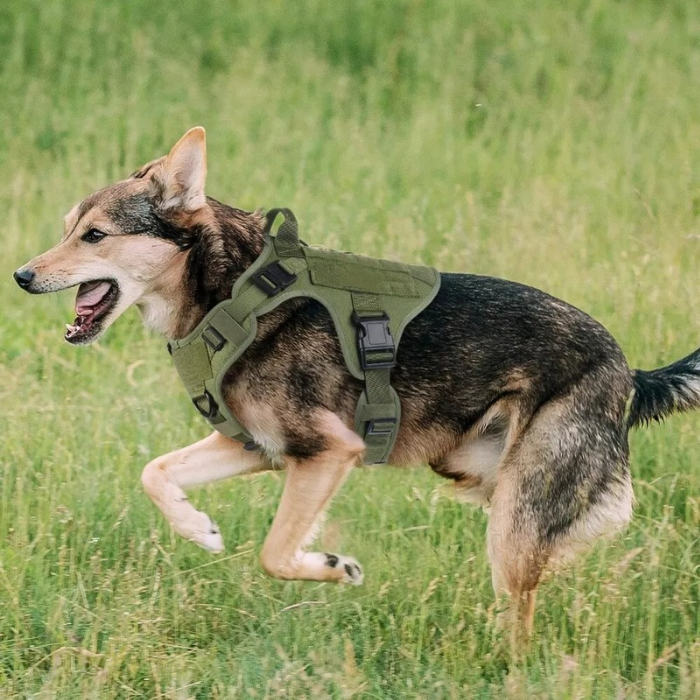 Tactical Harness And Leash Set - GREEN